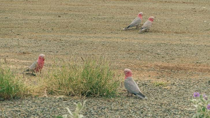 Dieren in Australië.