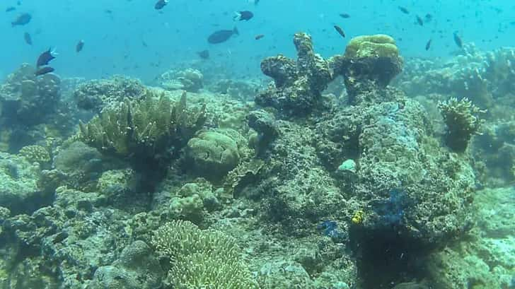 Duiken op Borneo. Sipandan