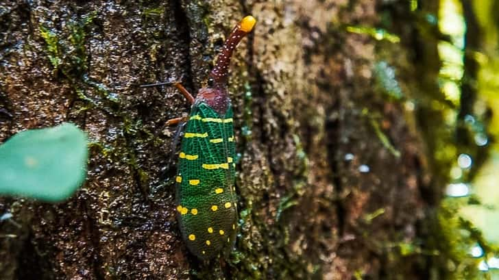 Gunung Mulu National Park