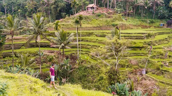 Rijstvelden Bali