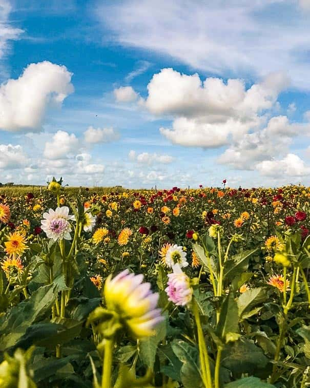 Te doen op Texel.