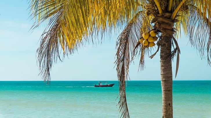 Vogels spotten op Isla Holbox