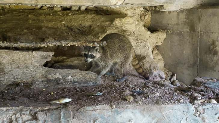 Wasberen in Mexico