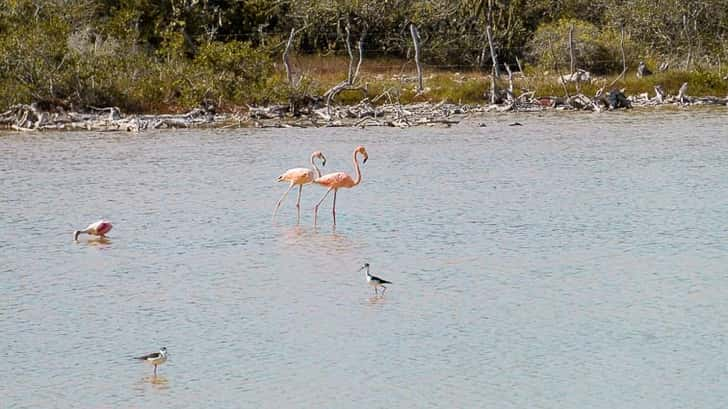 Flamingo's Mexico