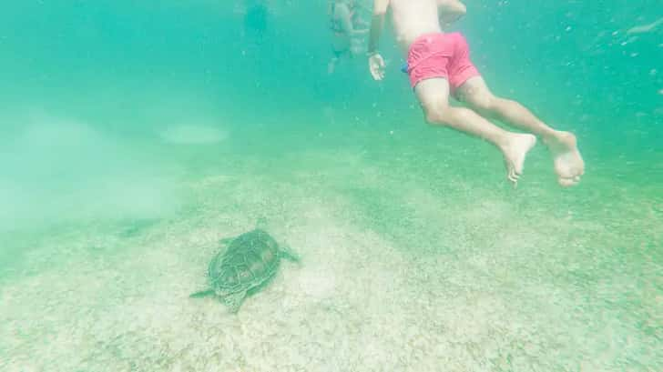 Snorkelen met zeeschildpadden in Akumal, Mexico