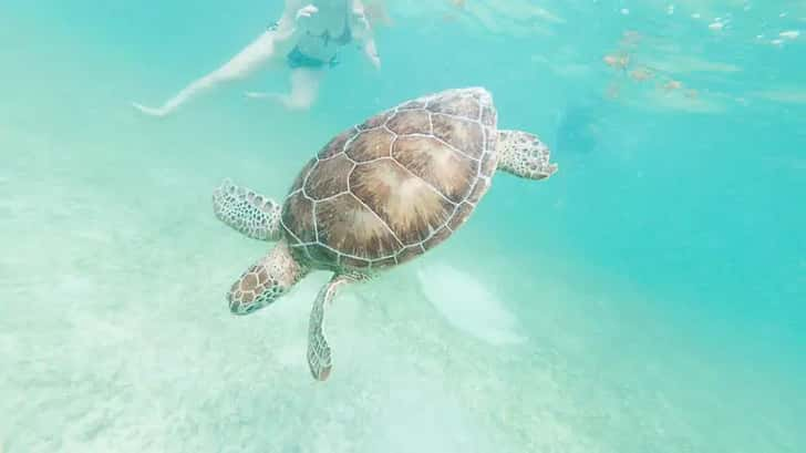 Snorkelen met zeeschildpadden in Akumal, Mexico