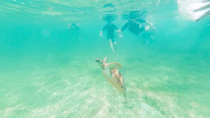 Snorkelen met schildpadden Mexico