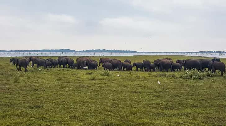 Kaudulla National park