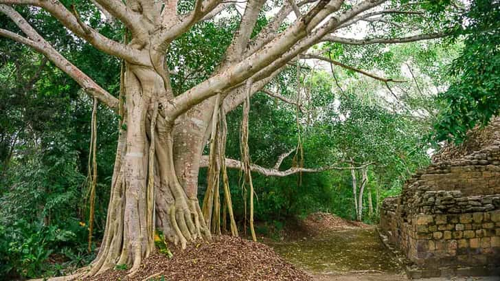 Becan, Mexico: De mooiste Maya tempels van Mexico