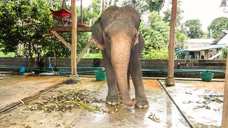 Deze activiteiten met dieren zouden verboden moeten worden: Olifant rijden