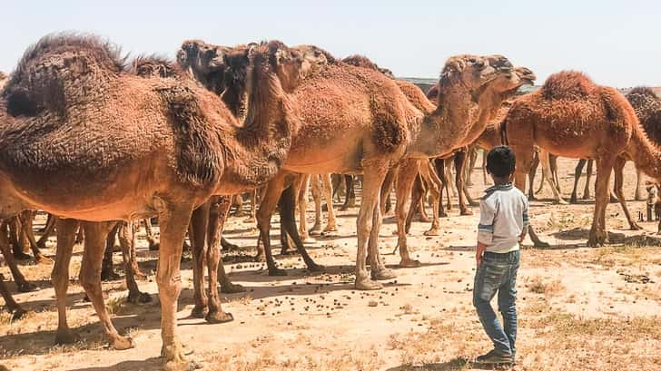 De oase van Ksar Ghilane