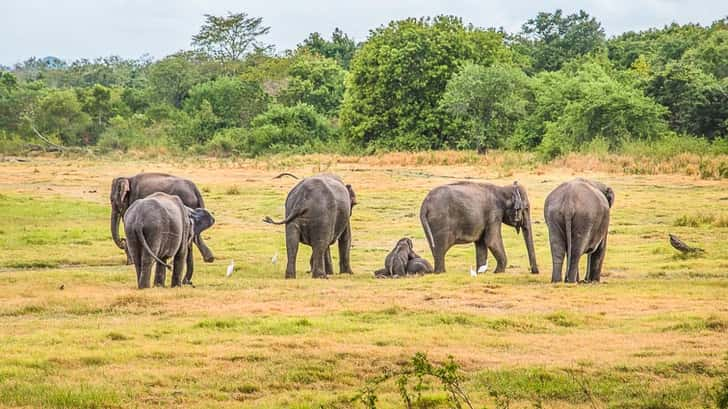 Minneriya National Park