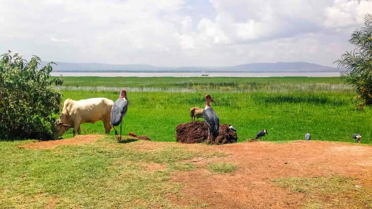 Hawassa Ethiopië