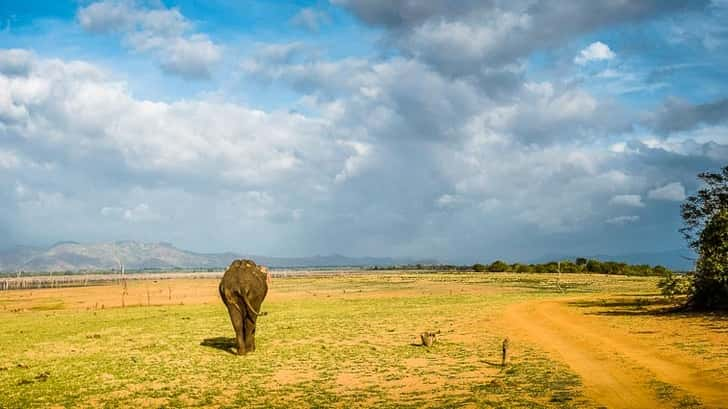 Udawalawe National Park