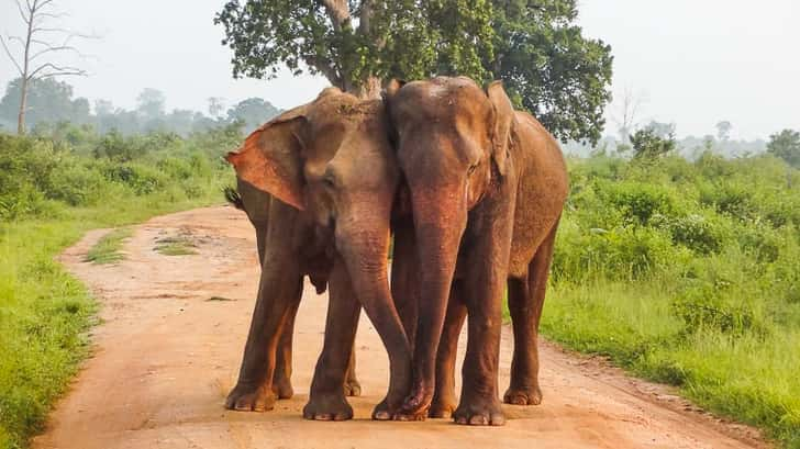 Udawalawe National Park