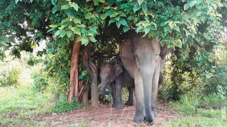 De beste Nationale Parken van Sri Lanka