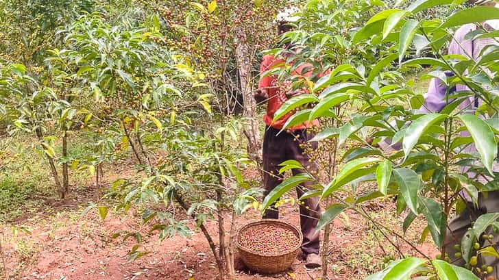 Yergalem, Etiopië. Koffie