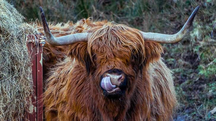 Schotse hooglanders Isle of Skye