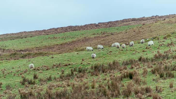 Schapen Isle of Skye, Schotland