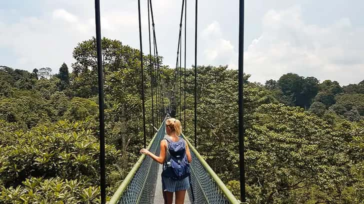 Mac Ritchie Trail – treetop walk