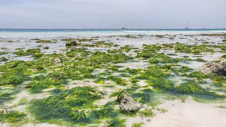 Route door Zanzibar: Paje