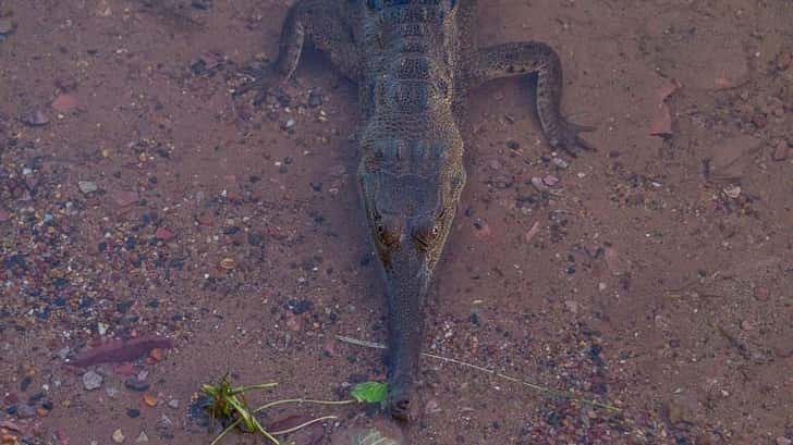 Kununurra Australië