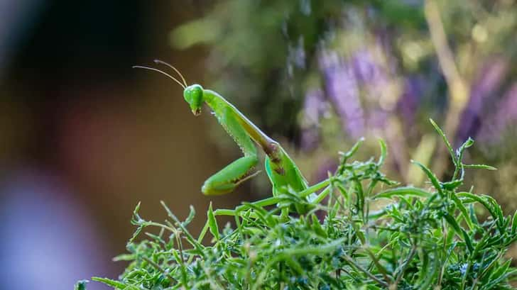 Wildlife spotten Maleisië