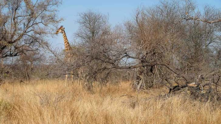 Kruger Park Zuid-Afrika