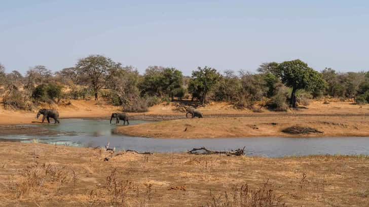 Kruger Park Zuid-Afrika