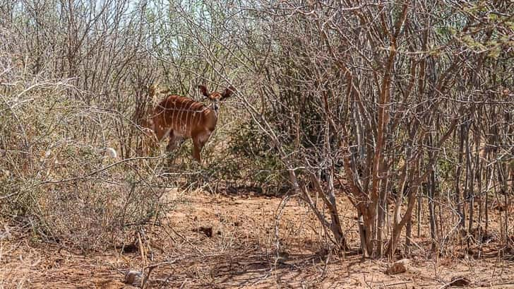 Krugerpark Zuid-Afrika