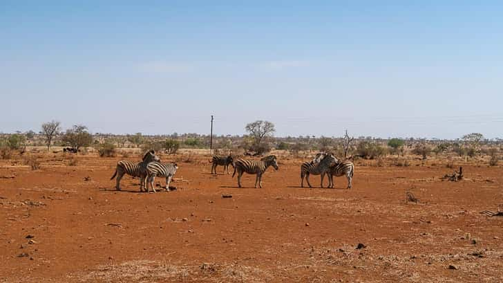 Krugerpark Zuid-Afrika