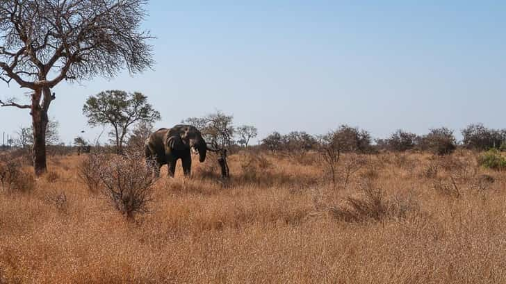 Krugerpark Zuid-Afrika