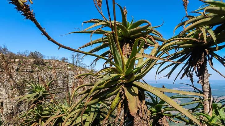 Reizen naar Zuid-Afrika