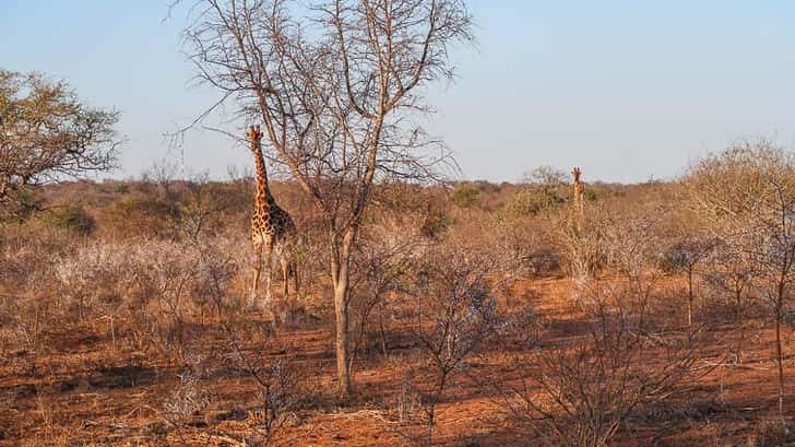 Kruger Park Zuid-Afrika