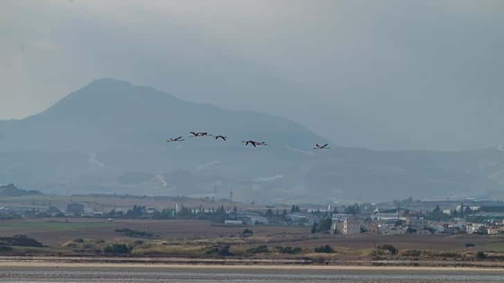 Zoutmeer Larnaca, Cyprus