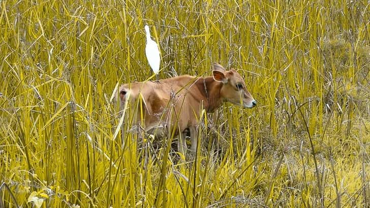 Talpe Sri Lanka