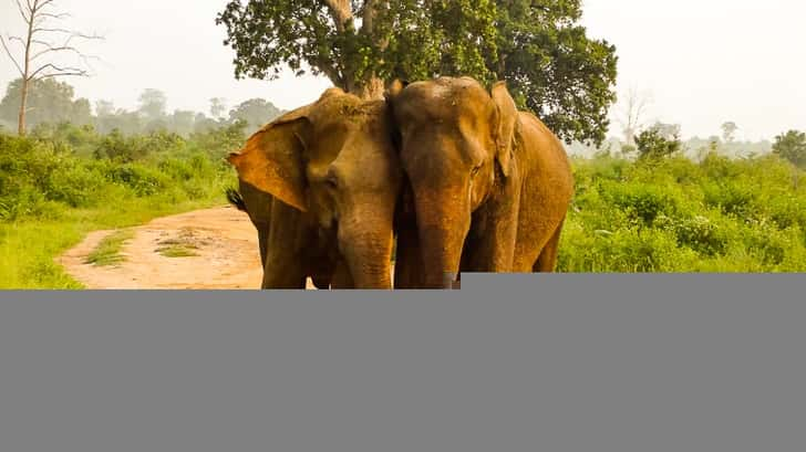 Udawalawe Nationaal Park