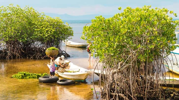 Mangrove Nusa Lembongan