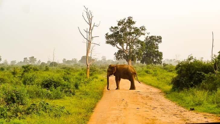 Safari Sri Lanka