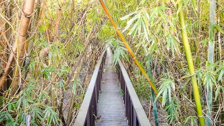 Mangroves van Danshui