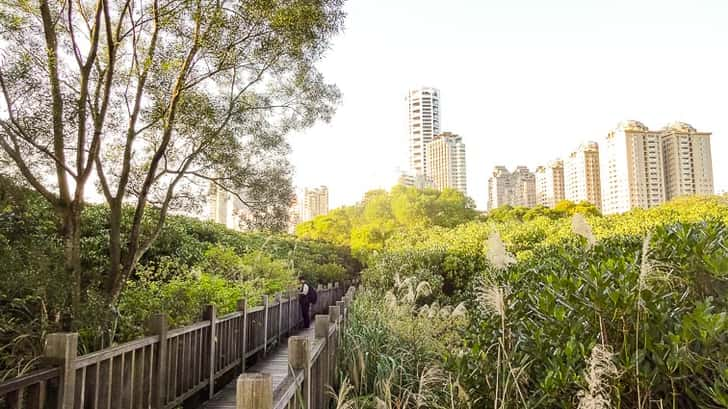 mangroves van Danshui