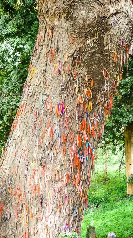 Killing Tree The Killing Fields