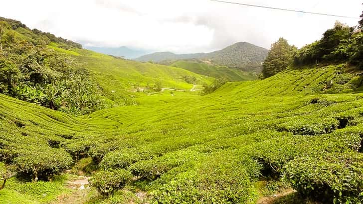 Cameron Highlands