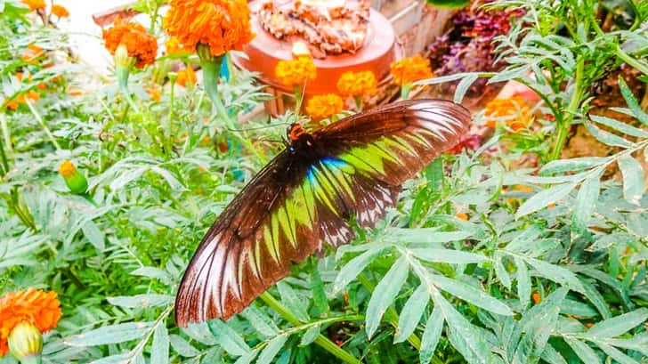 Butterfly Farm