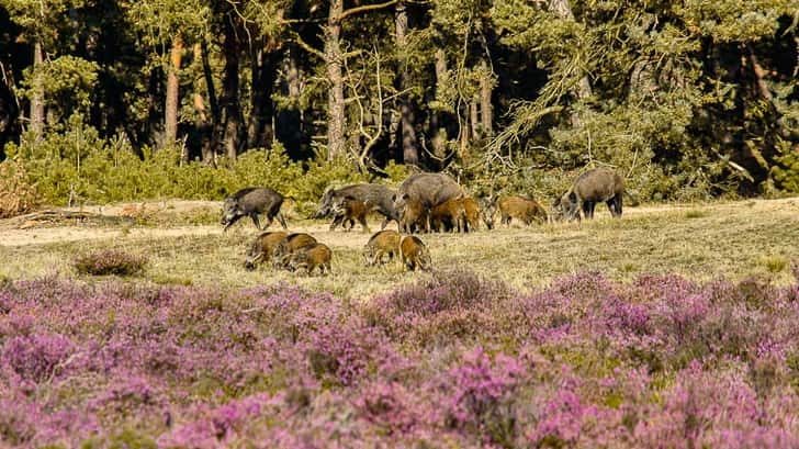 Veluwe