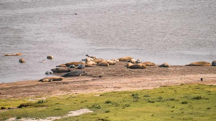 Zeehonden spotten Termuten