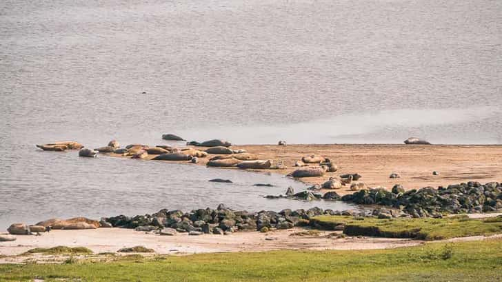 Zeehonden spotten Termuten