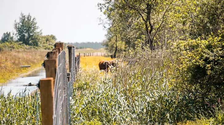 Nationaal Park Lauwersmeer