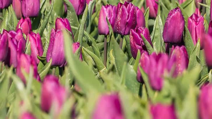 Tulpenveld bij Zijldijk