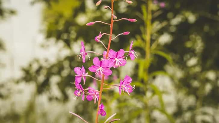 Natuurgebied de Deelen